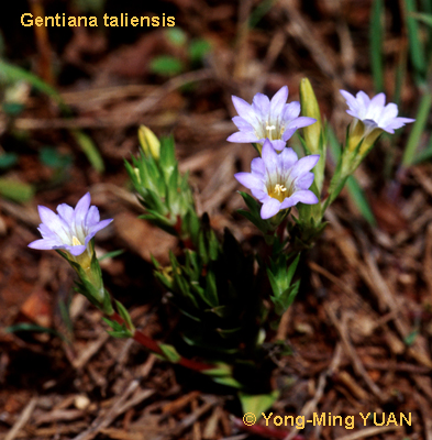 Gentiana images T-Z